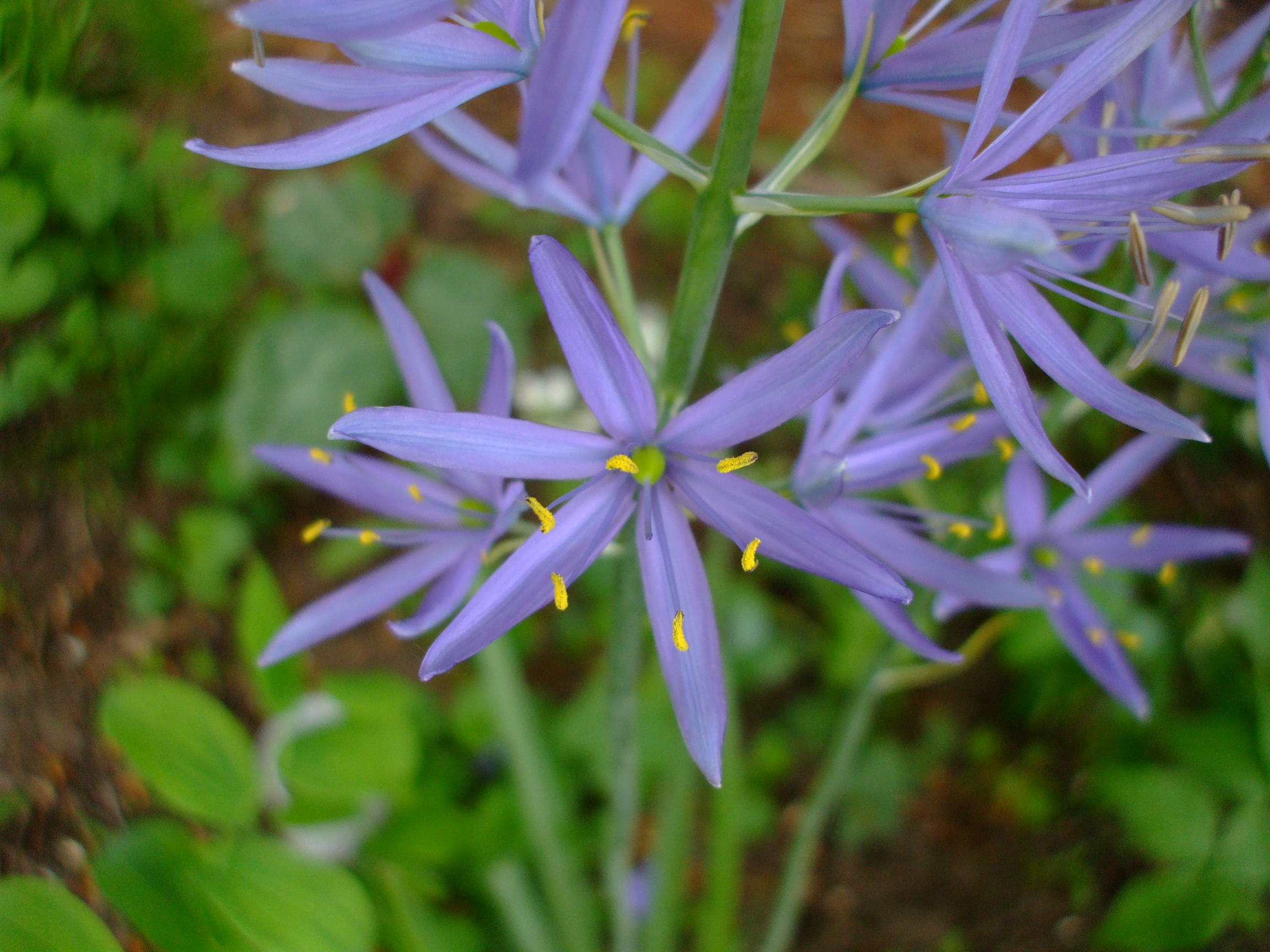 Camassia leichtlinii
